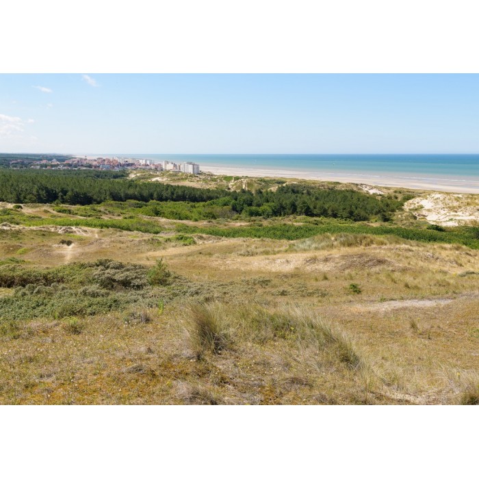 Puzzle  Bluebird-Puzzle-F-90454 Dunes d'Hardelot, Côte d'Opale, France