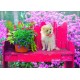 Puppy in the Colorful Garden