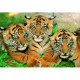 Petits Tigres