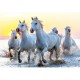 White Horses at Sunset