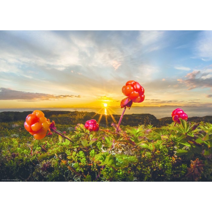 Puzzle Heye-30016 Cloudberries