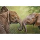 Nico Bulder : Eléphanteaux