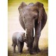 Éléphant et bébé