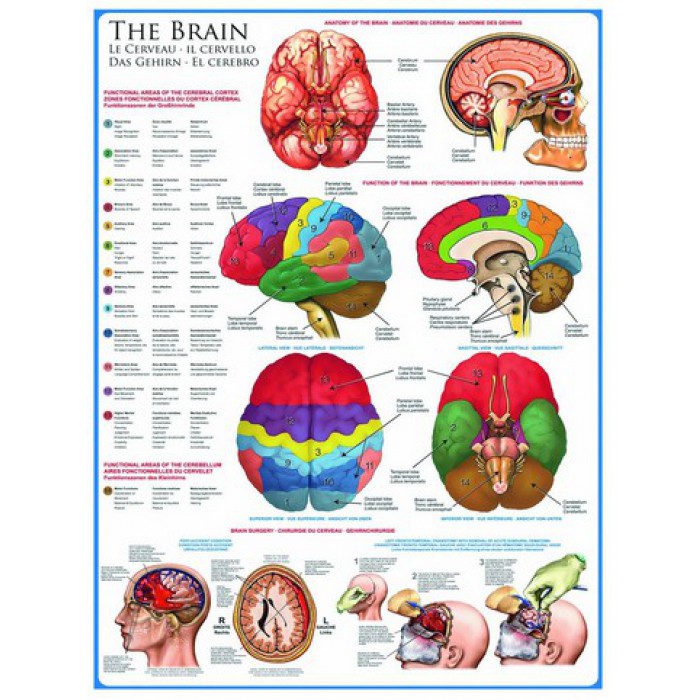 Puzzle Eurographics-6000-0256 Le cerveau