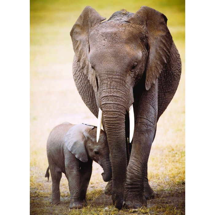 Puzzle Eurographics-6000-0270 Éléphant et bébé