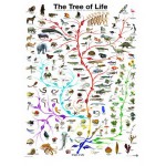 Puzzle  Eurographics-6000-0282 L'évolution - l'arbre de vie