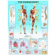 Puzzle  Eurographics-6000-1000 Le corps humain