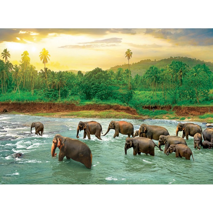 Puzzle  Eurographics-6000-5540 Save our Planet Collection - Forêt Tropicale