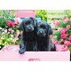 Pièces XXL - Labradors Noirs dans une Boîte Rose