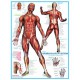 Système musculaire