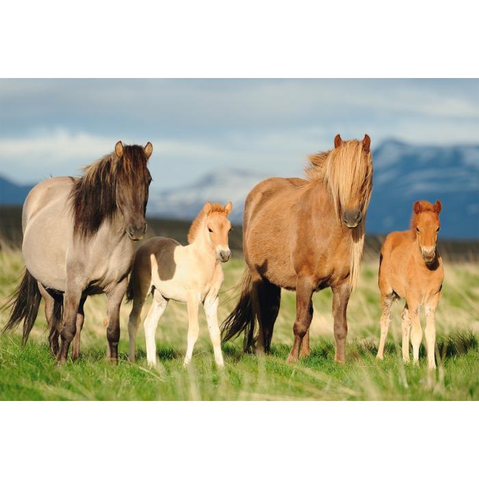 Puzzle  Schmidt-Spiele-56199 Famille de Chevaux