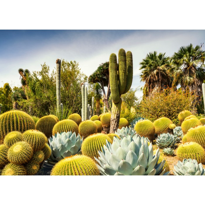 Puzzle  Ravensburger-00850 Jardin du Désert de Huntington, Californie, États-Unis