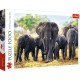Éléphants africains