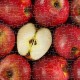 Puzzle en Plastique - Fruits - Apple