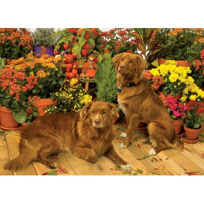 Puzzle Cobble-Hill-51829 Duck Tollers