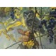 Pièces XXL - Robert Bateman - Saw-whet Owl and Wild Grapes