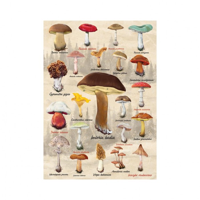 Puzzle Dino-53309 Collage Champignons