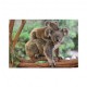 Pièces XXL - Koalas