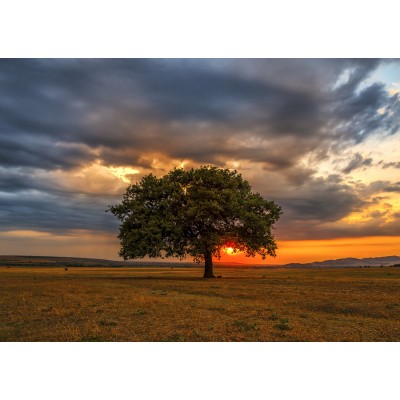 Puzzle Enjoy-Puzzle-2065 Éclipse de Feuilles