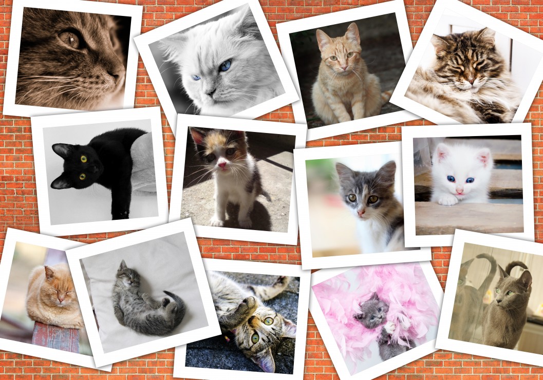 Chats 1000 Teile Grafika Puzzle Acheter En Ligne