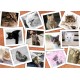 Collage - Chats