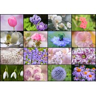 Puzzle  Grafika-01216 Collage - Fleurs de Printemps