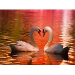 Puzzle  Grafika-F-30425 Cygnes