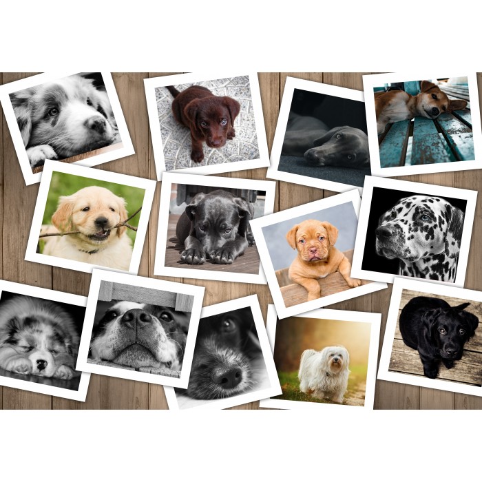 Puzzle  Grafika-F-33071 Chiens