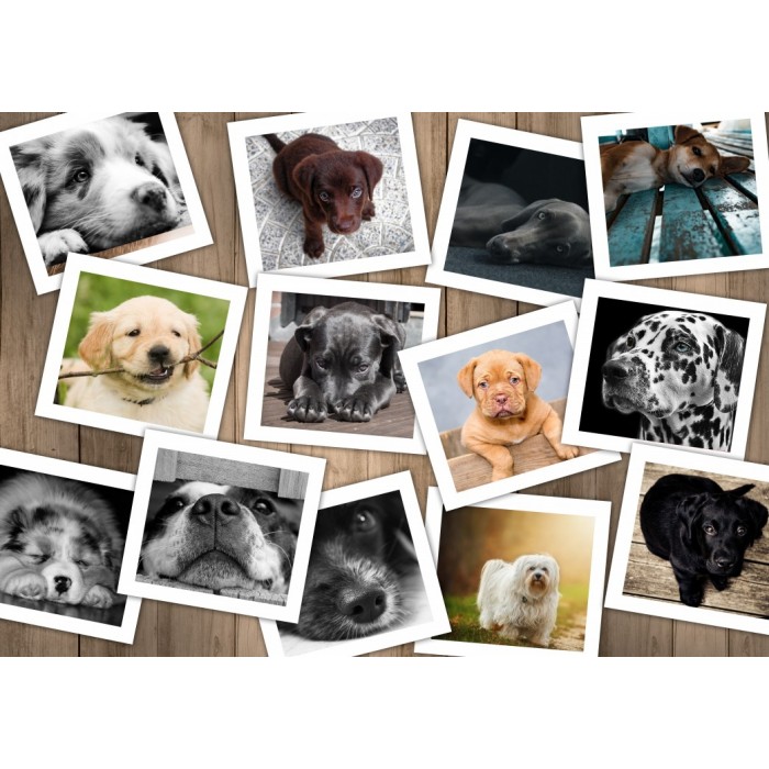Puzzle Grafika-T-00378 Chiens