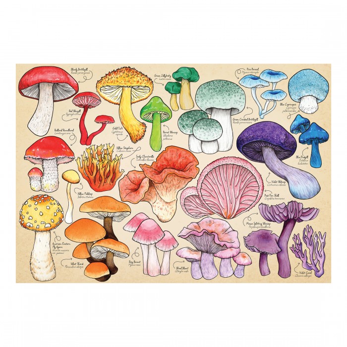 Puzzle  House-Of-Puzzles-HP0710 La Manie Des Champignons