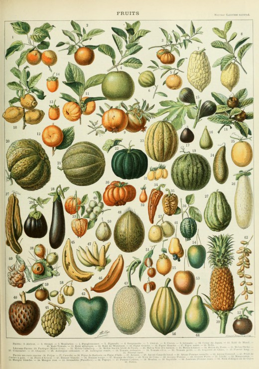 Illustration du Nouveau Larousse Illustre Fruits XIXe Siecle