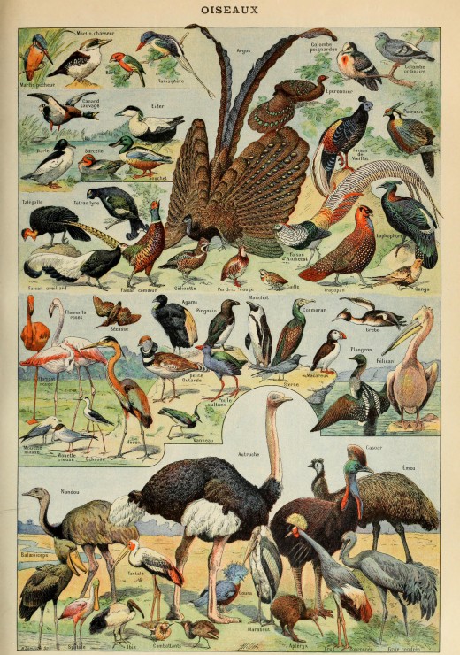Illustration du Larousse pour Tous Oiseaux XIXe Siecle