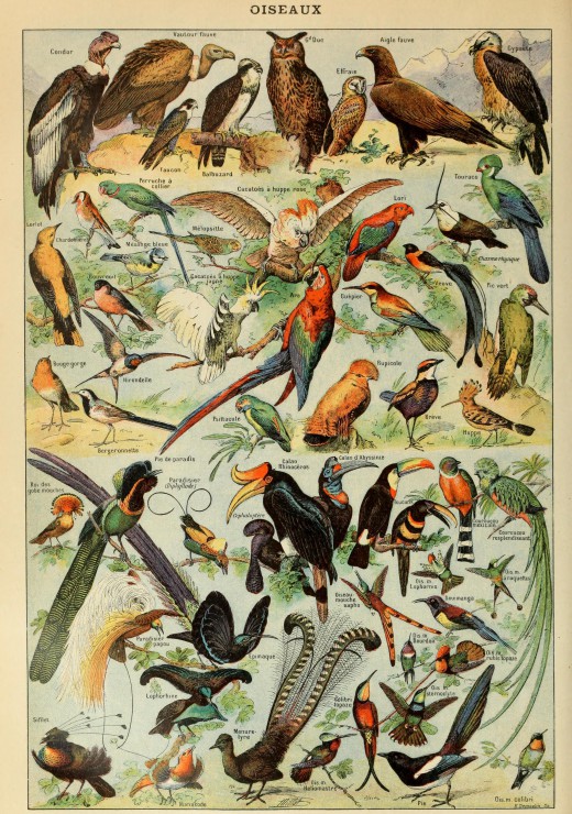 Illustration du Larousse pour Tous Oiseaux XIXe Siecle