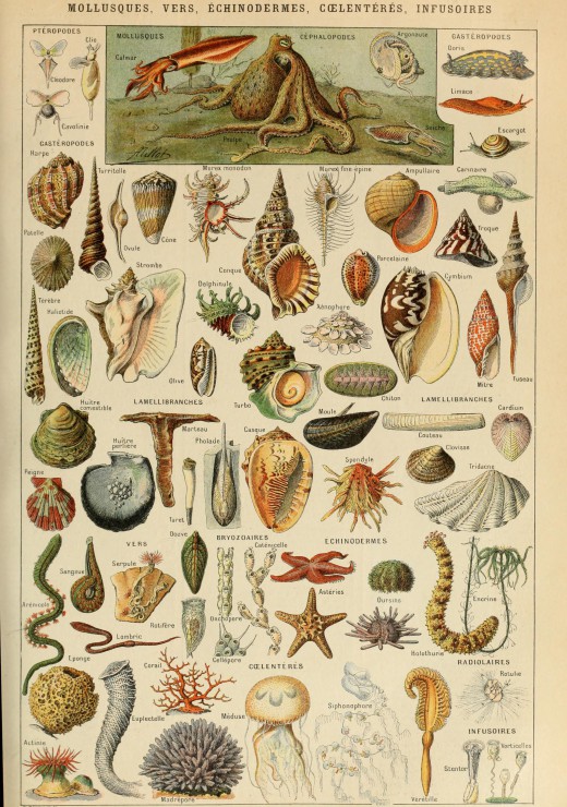 Illustration du Larousse pour Tous Mollusques XIXe Siecle