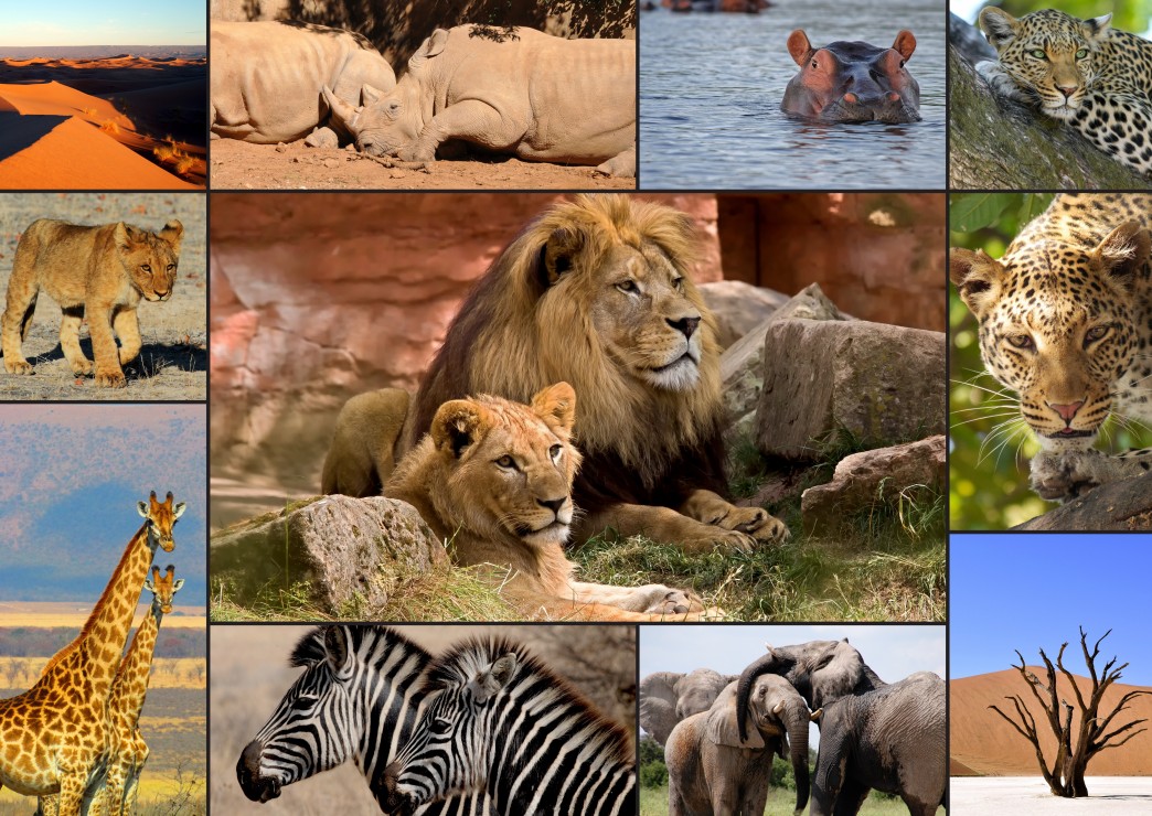 Collage Wildlife