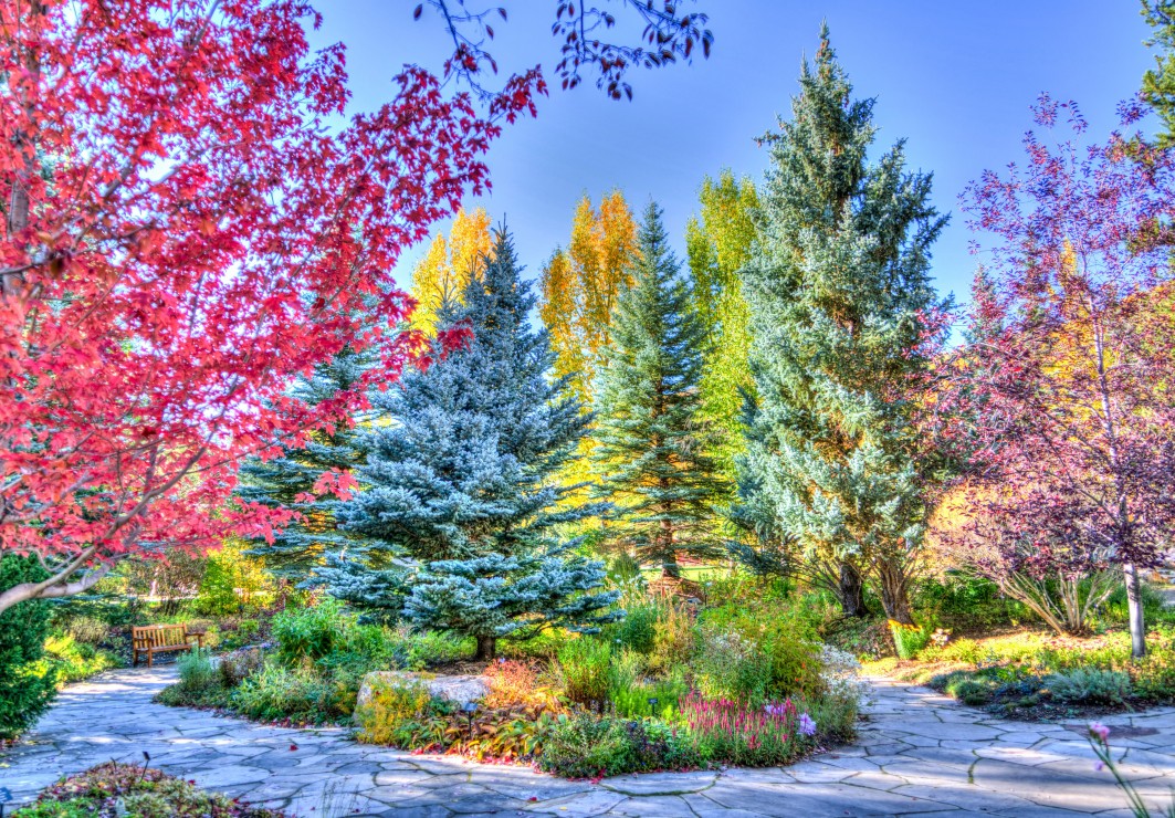 Forêt Colorée, Colorado, USA