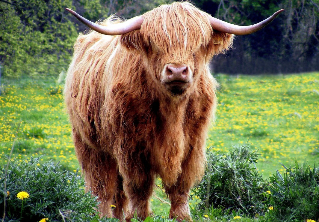 Vache des Highlands