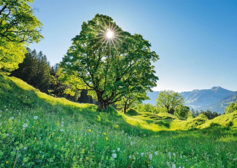 Érable sycomore au soleil ? Saint-Gall, Suisse