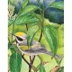 Golden-winged Warbler Mini