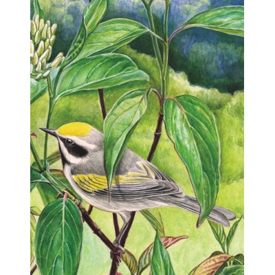 Puzzle New-York-Puzzle-CB1860 Golden-winged Warbler Mini