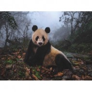 Puzzle  New-York-Puzzle-NG1985 Giant Panda