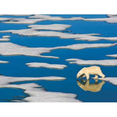 Puzzle New-York-Puzzle-NG1990 Pièces XXL - Polar Bear on Ice