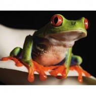 Puzzle  New-York-Puzzle-NG2029 Red-Eyed Tree Frog Mini